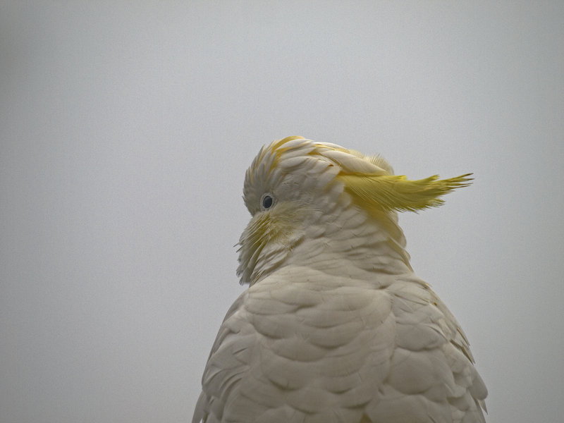 Sulphur Crested Cockatoo, Blue
        Mountains